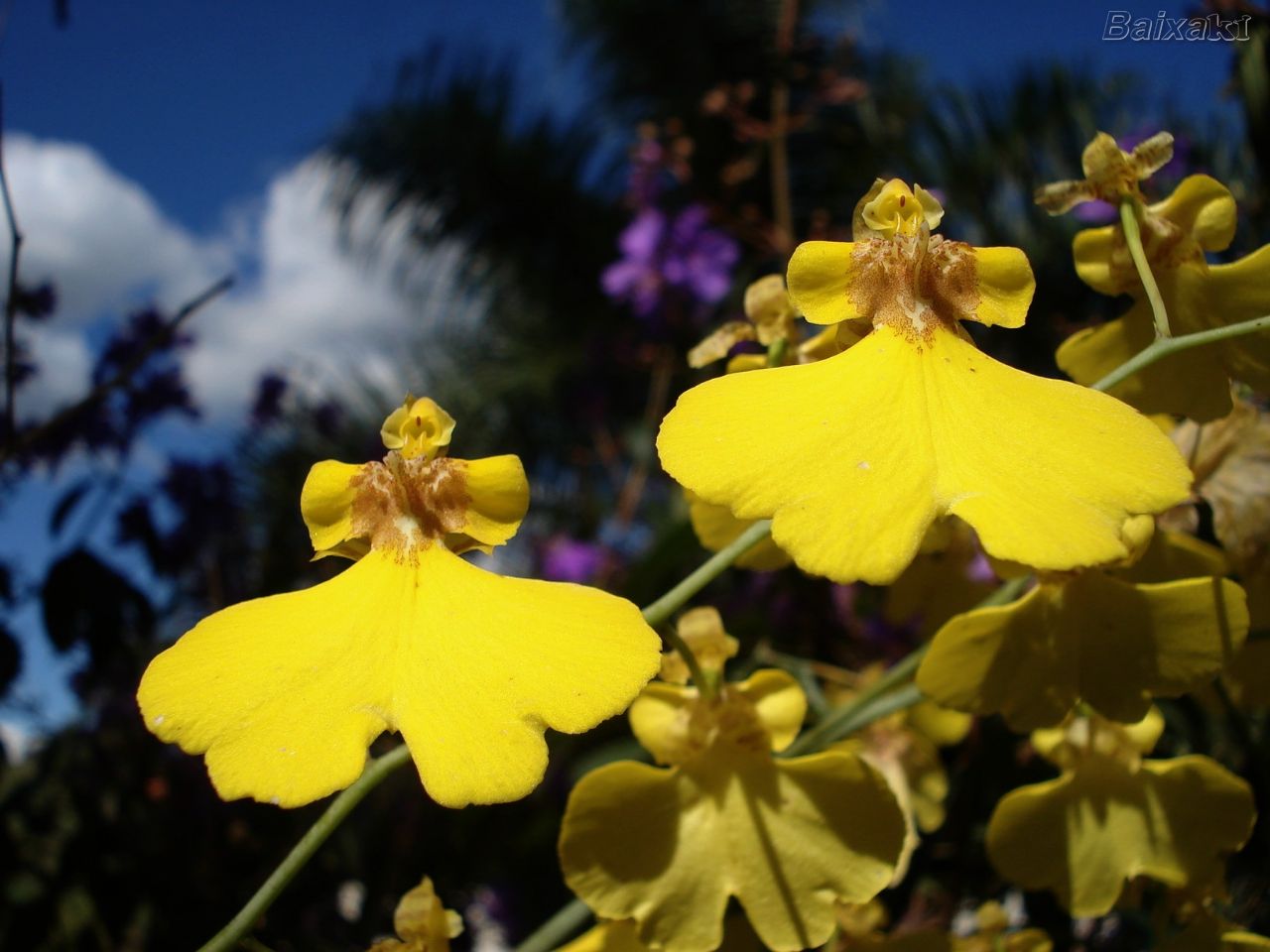 FLOR